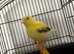 Variegated fife cock canary
