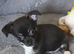 Chihuahua puppies ready now Lincolnshire