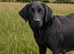 Labrador puppies from working lines