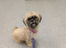 3 x shih Tzu puppies