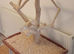Java parrot play stand.