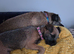 Border terrier bitch