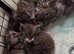 6 Healthy Little Maine Coons
