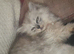 Pur dolls silver chinchilla persian ragdoll kittens