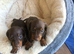 Upcoming litter of mini smooth haired dachshunds