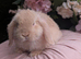 Mini lop boy