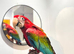 Beautiful handreared super tame Macaw