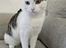 Male cat