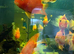 Tropical fish