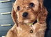 One Adorable miniature F1 red Cavapoo male