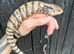 Merauke Blue Tongue Skink babies