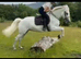 Smart 15.1h Registered Connemara Mare***