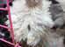 Chick looking for home