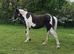 14.2hh coloured mare