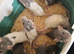 Handtame baby dumbo rats, Rex & Smooth coat. 5* homes only