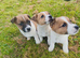 Jack Russell