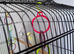 Budgies