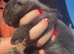 Continental giant x French lop rabbits (blue gene carriers)