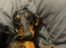 18 month old