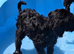 Labradoodle puppies