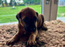 Rhodesian Ridgeback Pups