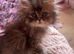 Beautiful female Persian kitten