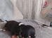 Dutch hound puppies