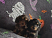 3 mini male dachshund puppies
