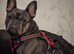 Blue french bulldog