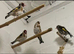 4x goldfinches