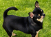 Beautiful Black/Tan Smooth Female Chihuahua