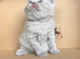 LILAC BSH MALE