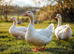 3x week old Aylesbury ducklings