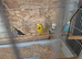 Four budgies looking for a forever home