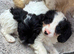 Beautiful cockapoo puppies