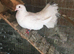 Fantail dove