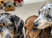 Beautiful dachshunds