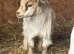 Cream Long Haired Pygmy Nanny
