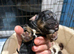 5 stunning cocker spaniel puppies