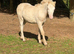 Aladdin - Stunning Show Type Welsh Colt