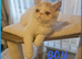 READY TO LEAVE NOW BEAUTIFUL GCCF EXOTIC PERSIAN KITTENS