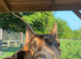 Female German shepherd