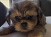 2 gorgeous Shih Tzu boys left