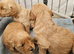 Mini Goldendoodles for sale