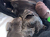 Cane corso 2 year old