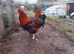 Large Fowl Brahma crossed with Great laying hens -  Chicken hatching eggs FOR SALE &pound;2.50 each