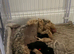8 gorgeous cockapoo puppies. 6 boys 2 girls