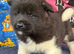 American Akita Puppies