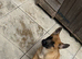 6 month old Belgian Malinois