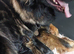 KC Reg, long coated GSDs, Leicestershire